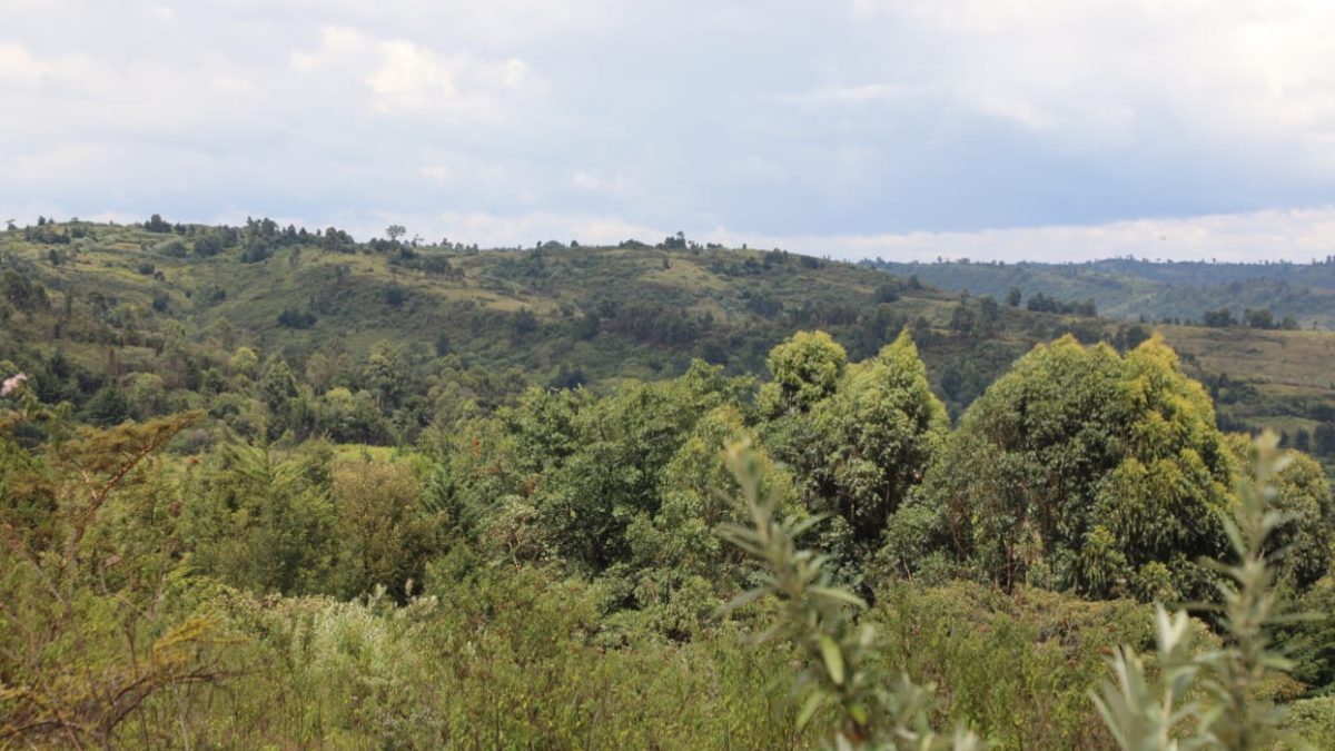 Mau Forest. PHOTO/@KeForestService/X