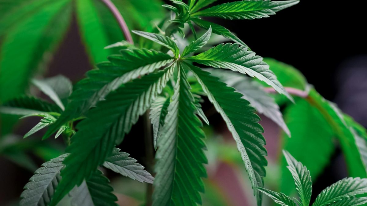 US supreme court to rule on gun rights for regular marijuana users