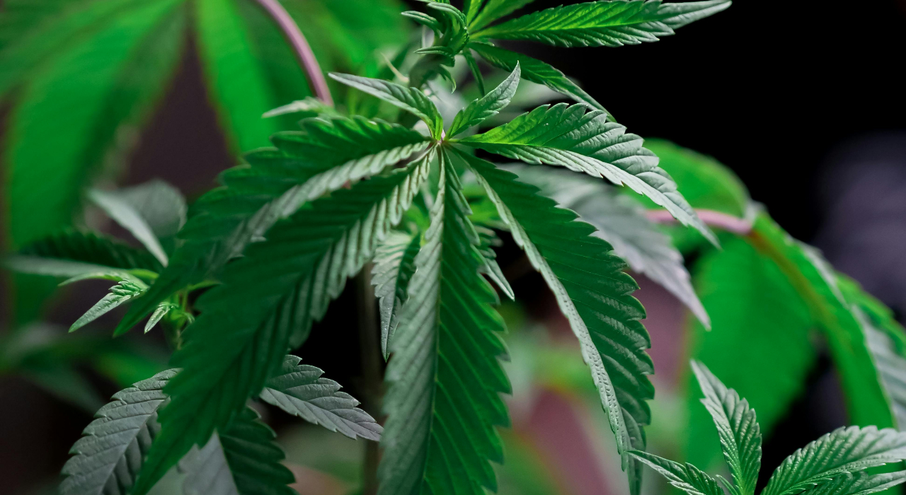 US supreme court to rule on gun rights for regular marijuana users