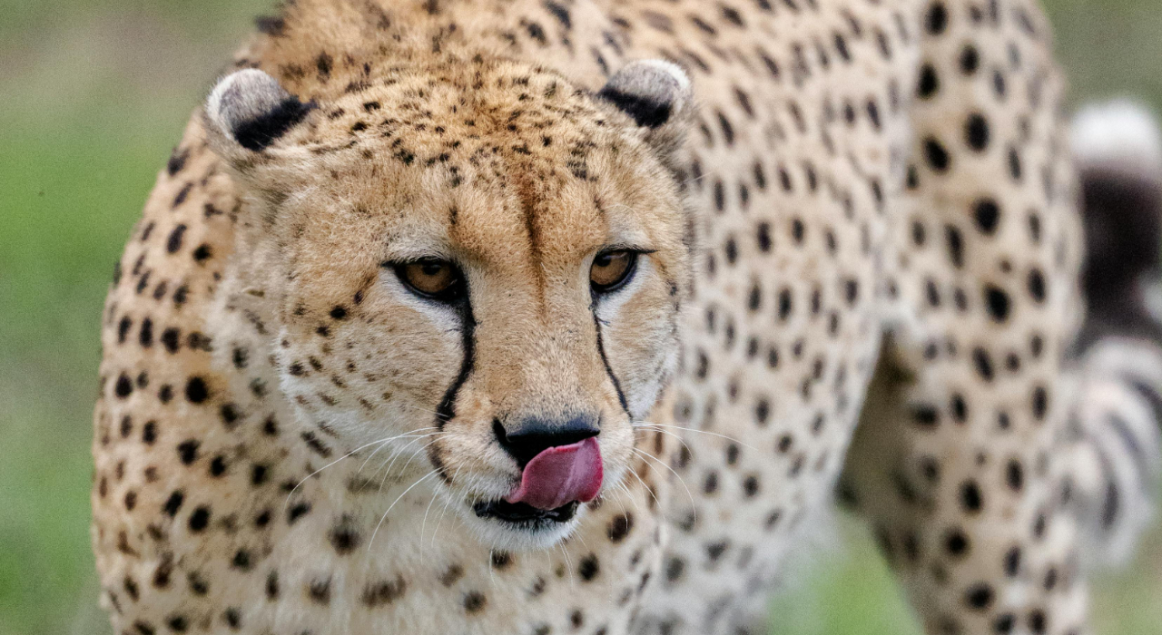 Garissa woman raises cheetah like house cat for 2 years