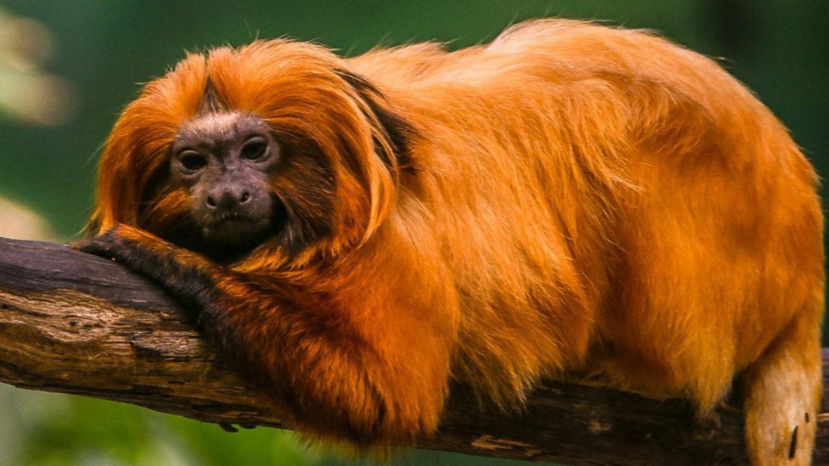 China’s rare golden monkeys debut at European zoos