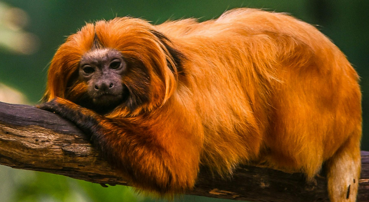 China’s rare golden monkeys debut at European zoos