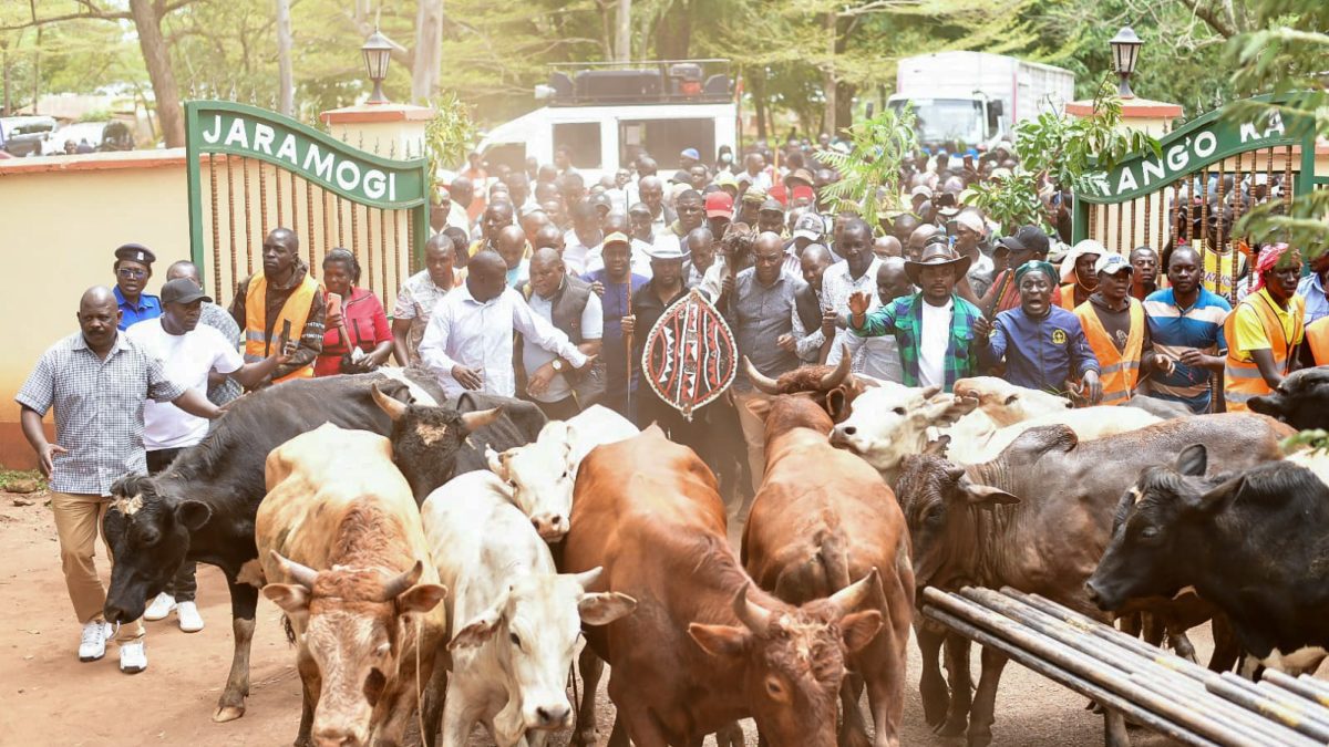 Natembeya presents bulls to honour Raila Odinga ahead of burial in Bondo