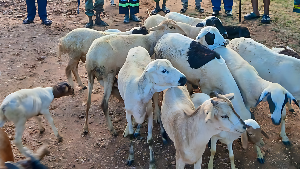 Police recover stolen livestock in Marsabit