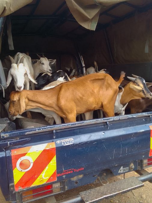 Livestock recovered in Isiolo. PHOTO/@NPSOfficial_KE/X
