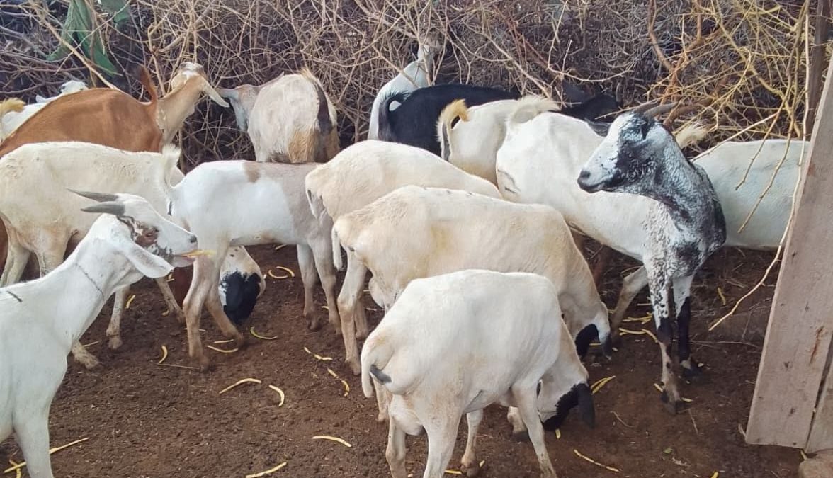 Police recover stolen livestock in Isiolo County