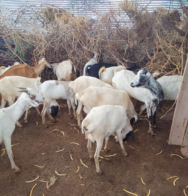Livestock recovered in Isiolo. PHOTO/@NPSOfficial_KE/X