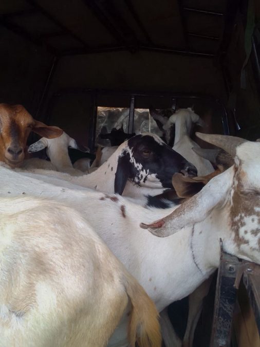 Livestock recovered in Isiolo. PHOTO/@NPSOfficial_KE/X