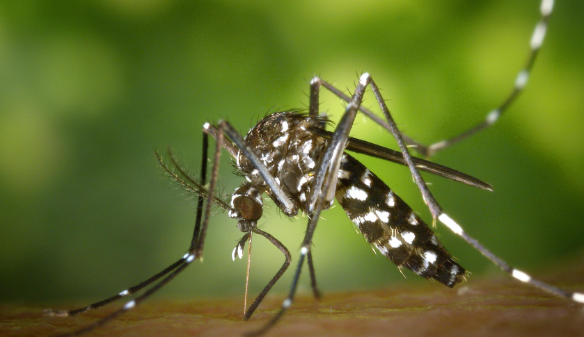 A black white mosquitoe.