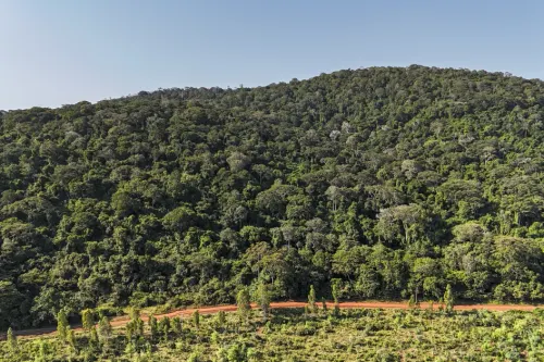 What to Know about Kenya’s sacred Mrima Forest that China and US are scrambling for