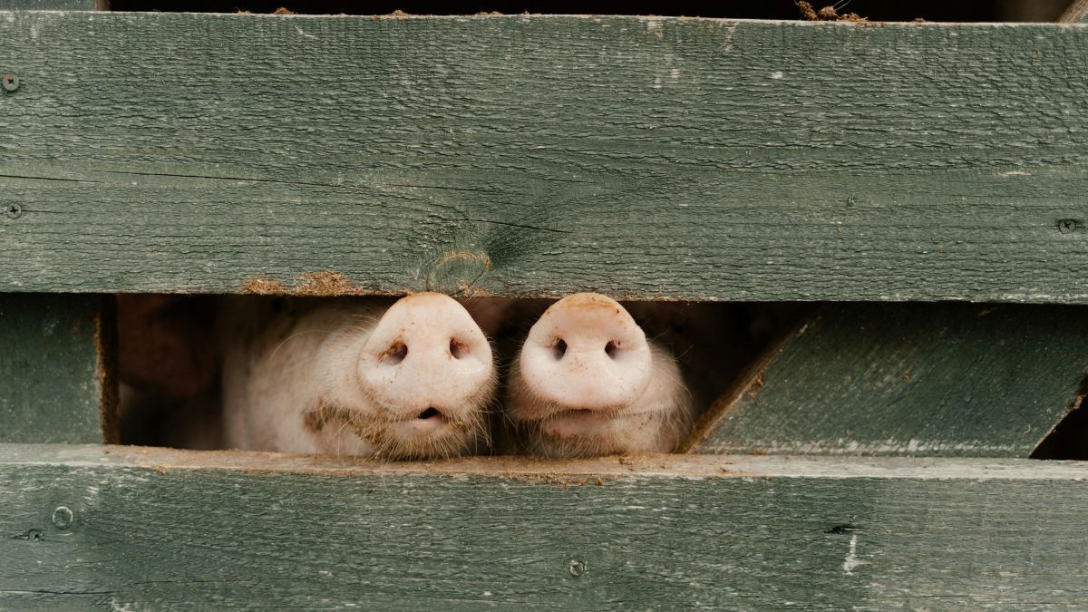 Scientists create pigs resistant to classical swine fever