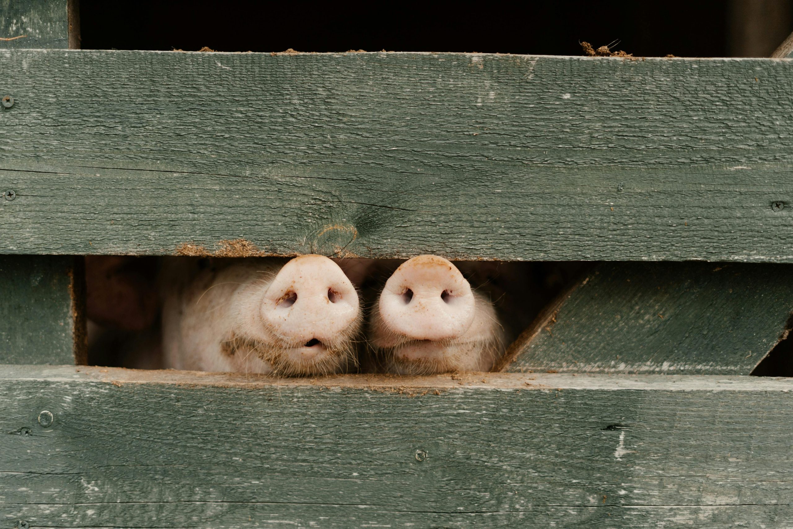 Scientists create pigs resistant to classical swine fever
