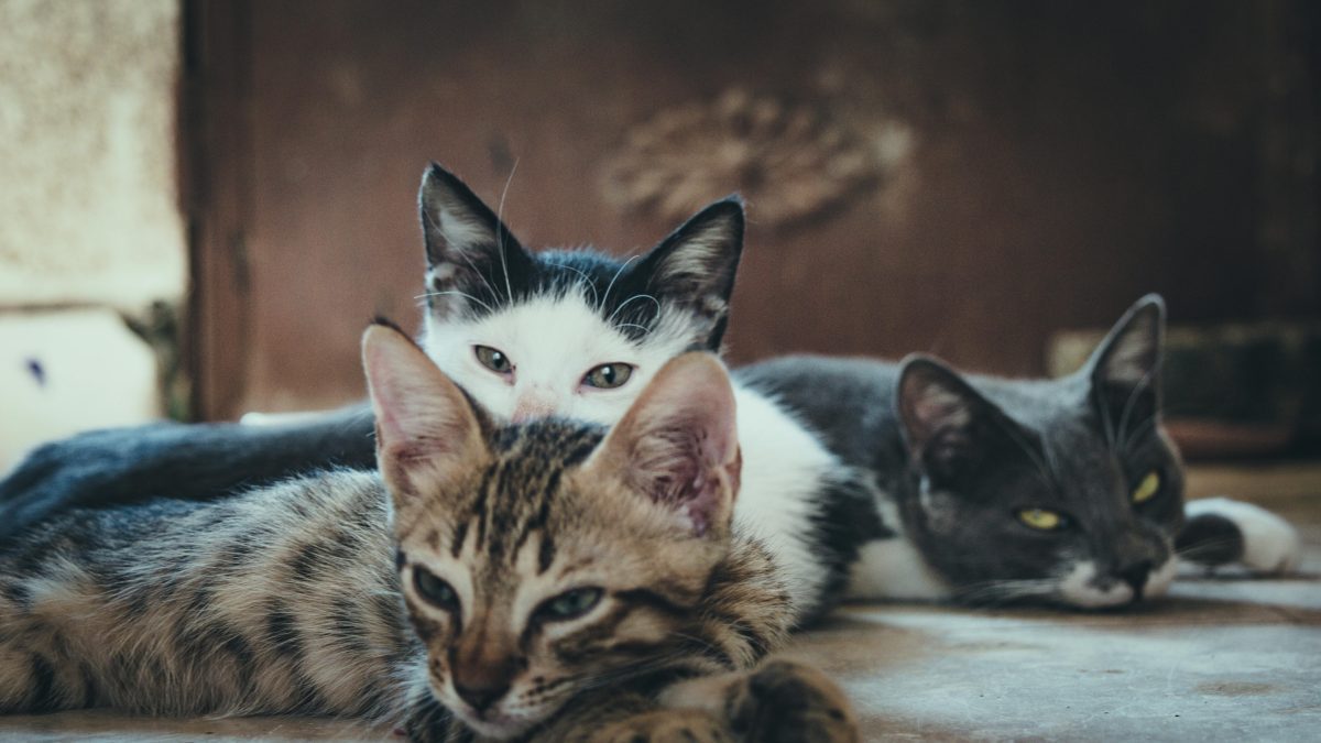 Cyprus faces crisis as cat population grows beyond control