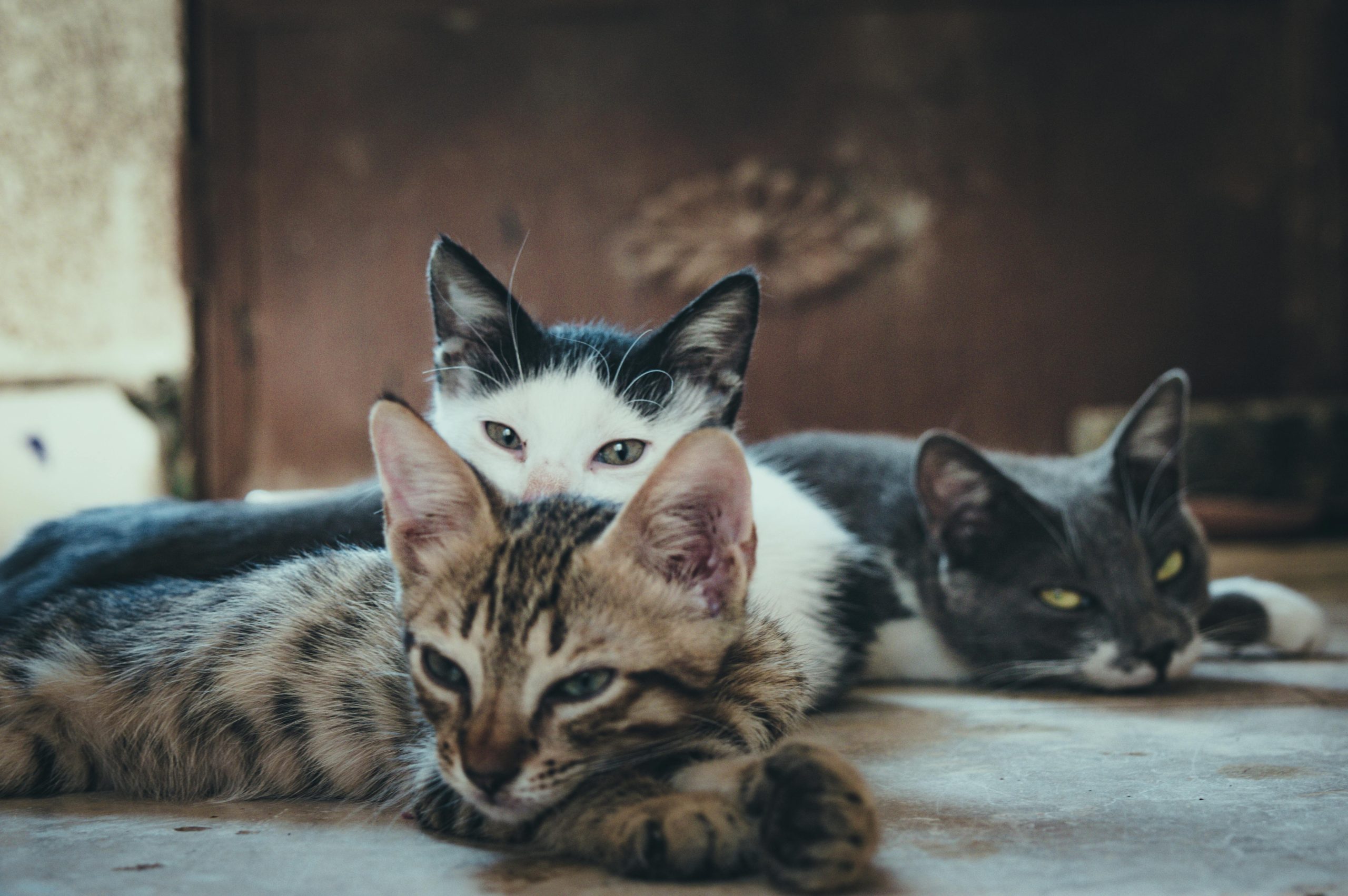 Cyprus faces crisis as cat population grows beyond control