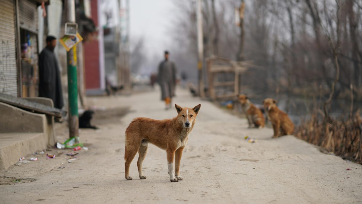 How a music graduate saves stray city dogs