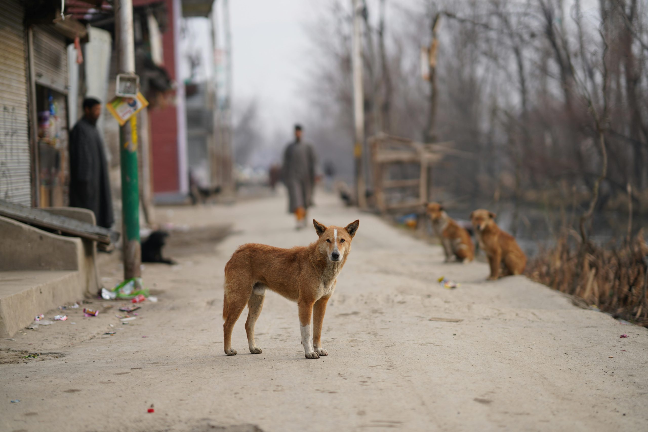Panic in Murang’a over rising cases of stray dogs disturbing residents