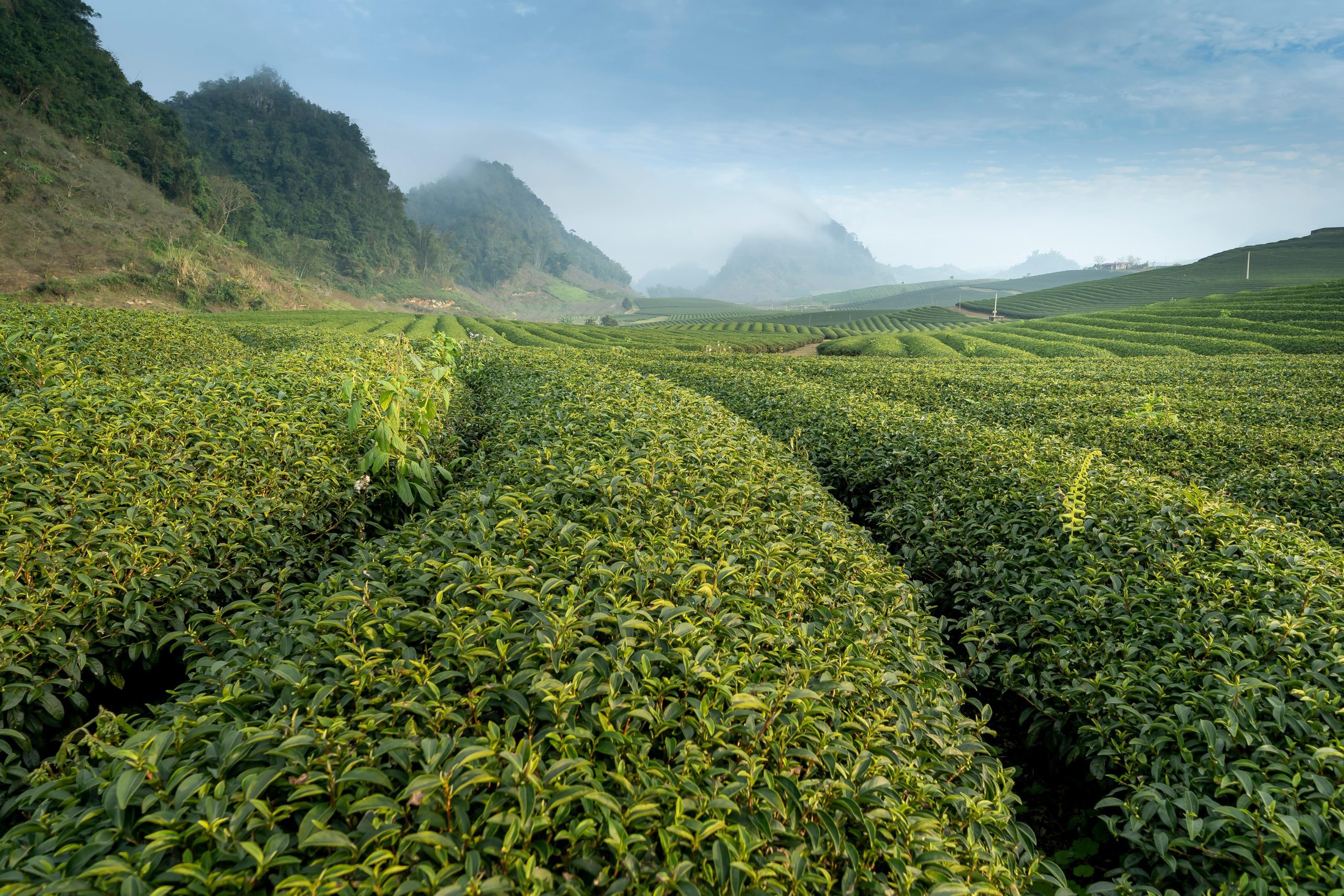 Tea farmers threaten to halt supply to KTDA over small bonuses