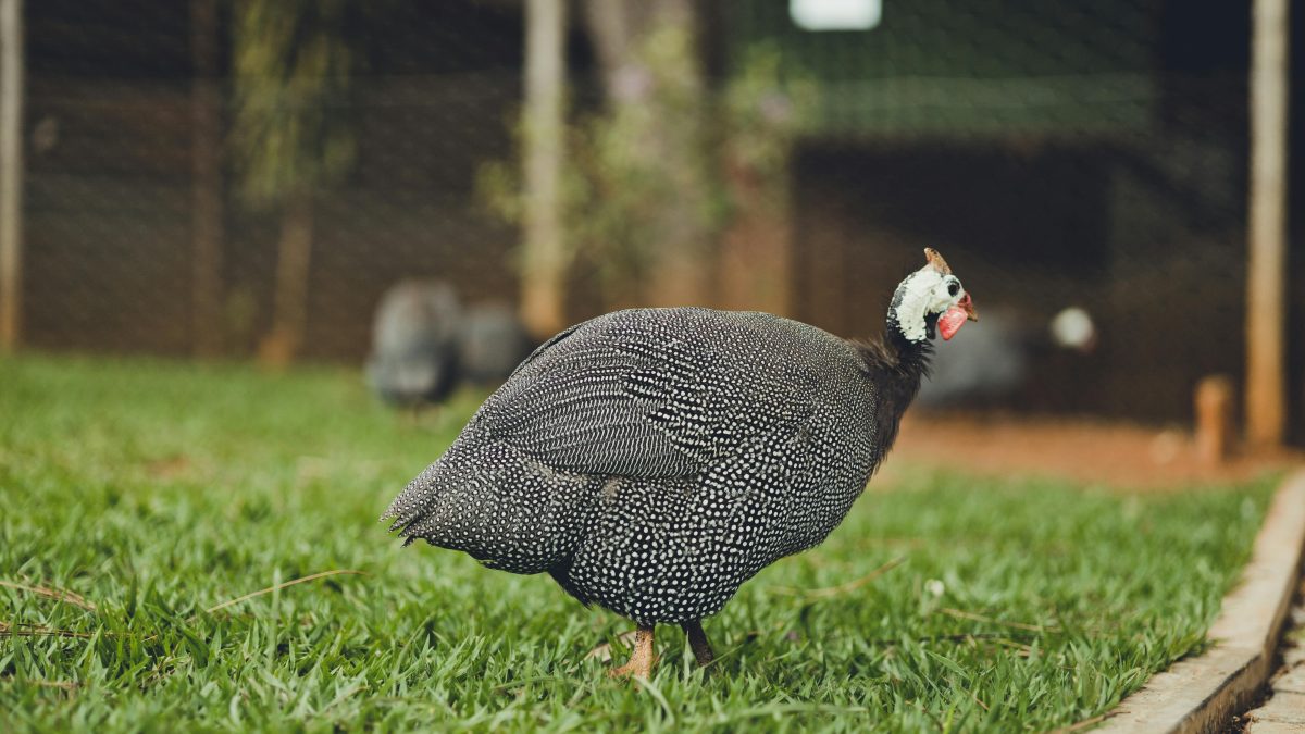  11-year-old boy accidentally kills farm worker while hunting guinea fowls