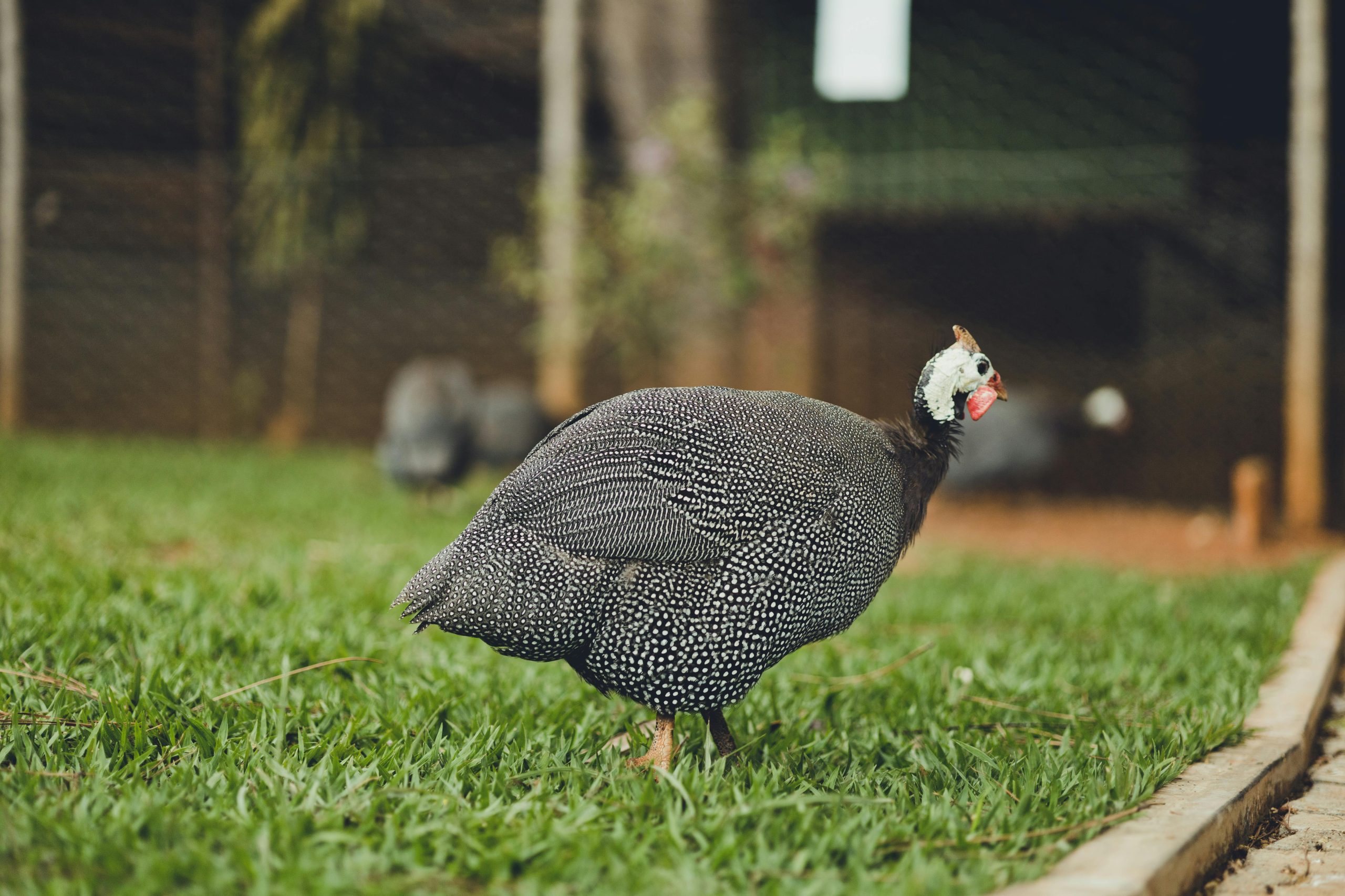  11-year-old boy accidentally kills farm worker while hunting guinea fowls