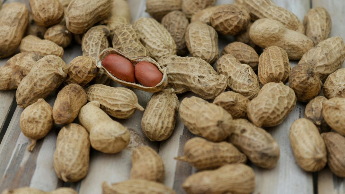 Feeding children peanuts early helps protect them from allergies – Study finds