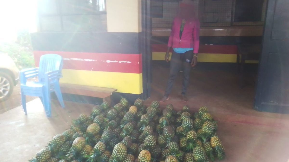 Police recover 120 stolen Del Monte pineapples in Ithanga Kakuzi crackdown