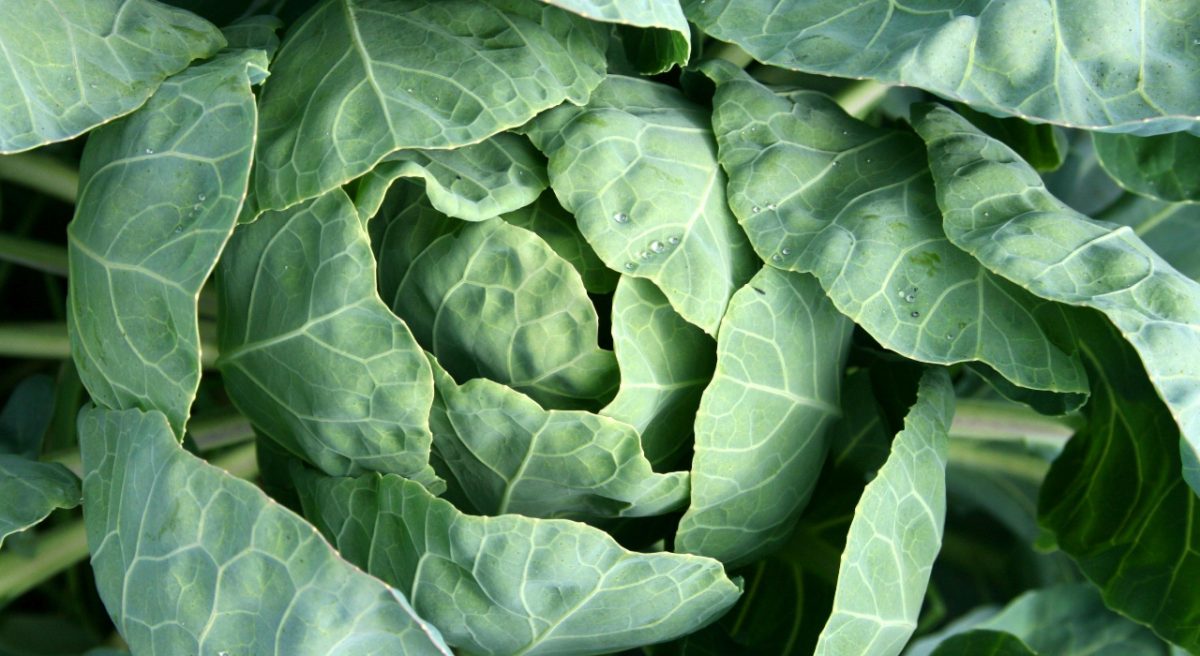 A cabbage. Image used for illustration purpose only.PHOTO/pexels