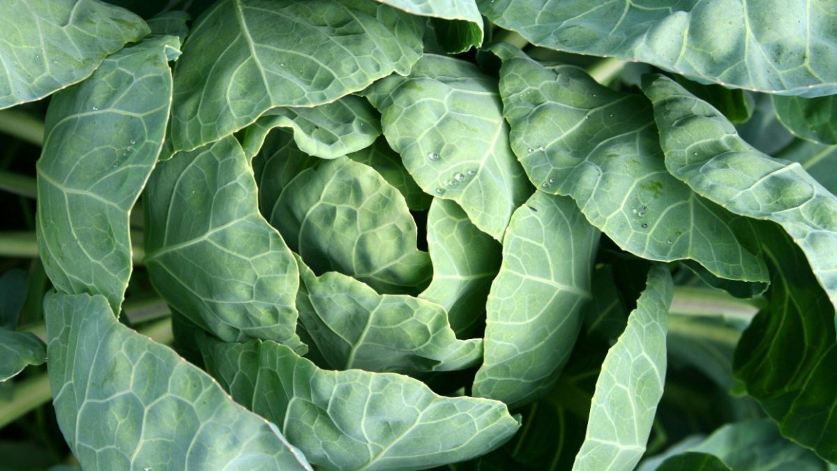 How a cabbage became one of the Forbidden City’s most memorable treasures