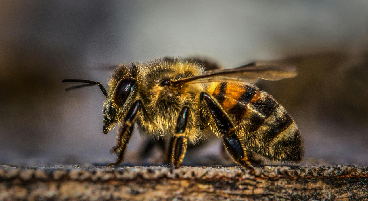 Lucifer bee with devil-like horns found in Australia