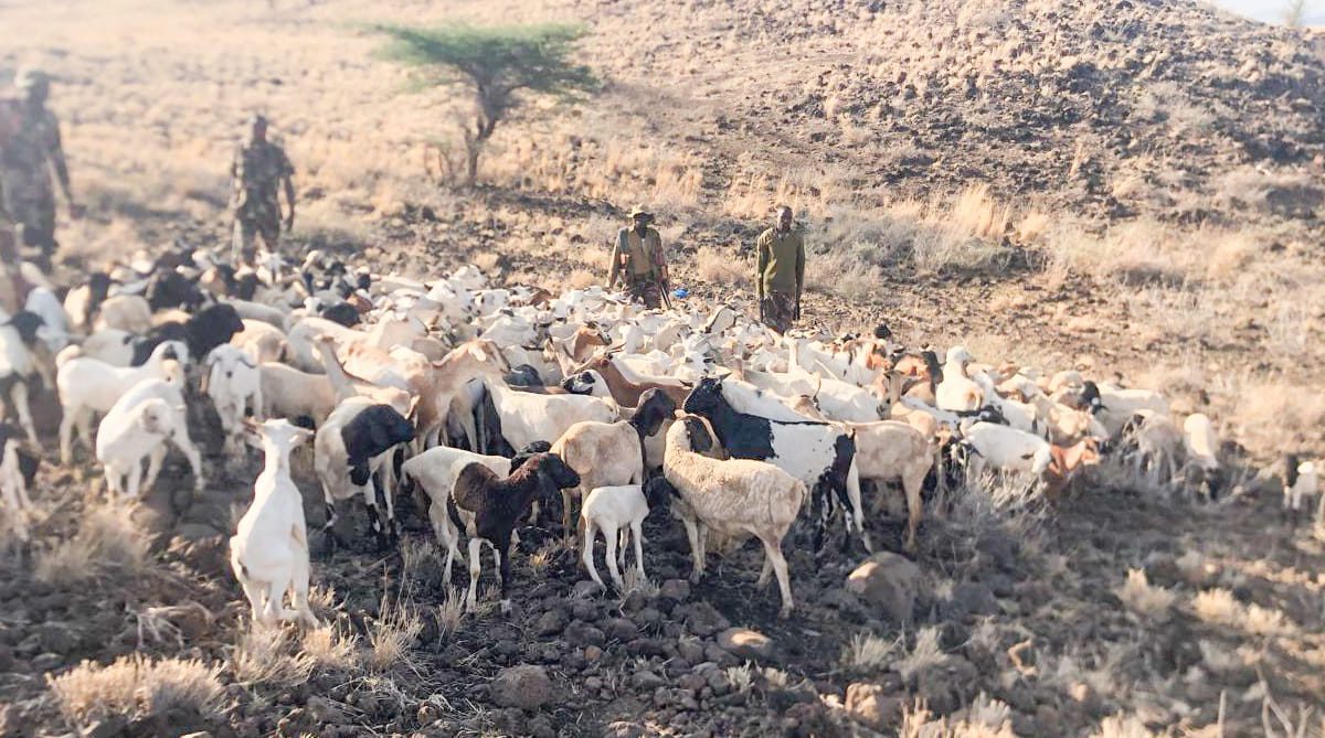 Police recover stolen livestock in Meru