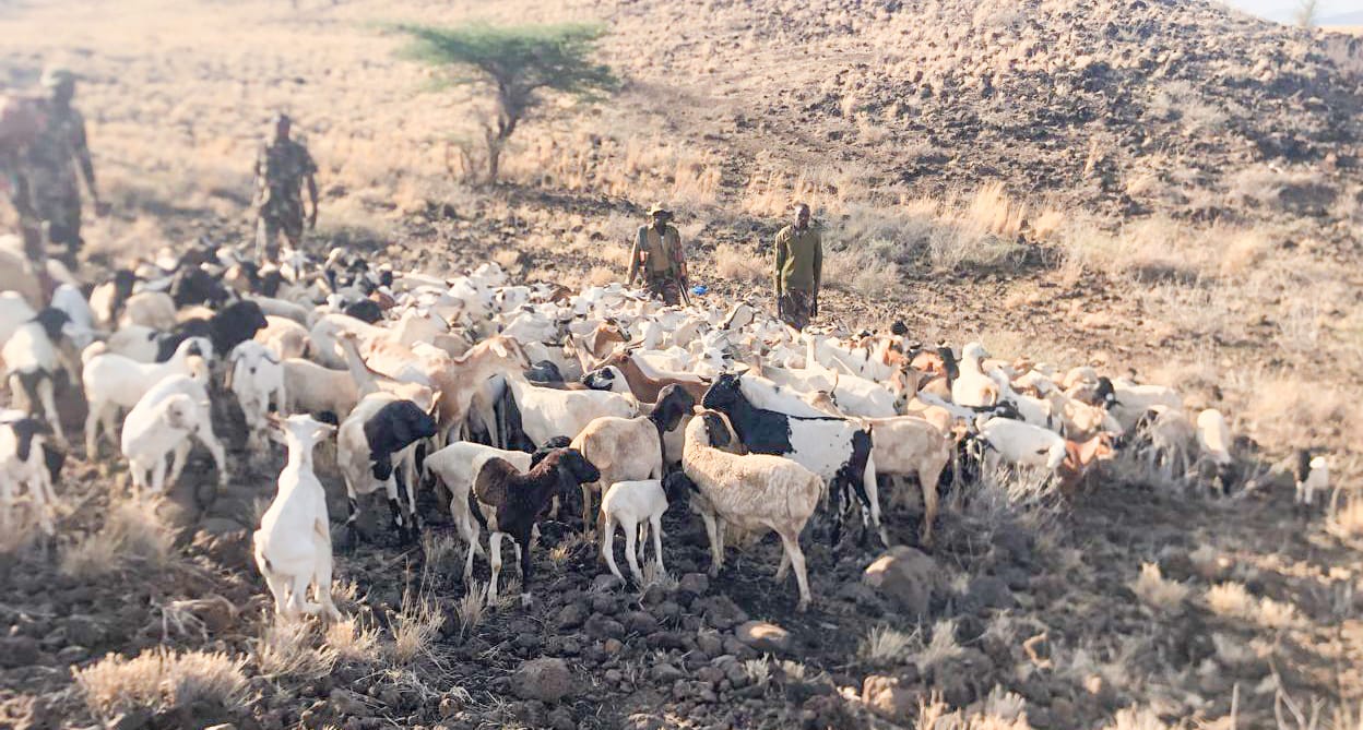 Police recover stolen livestock in Meru