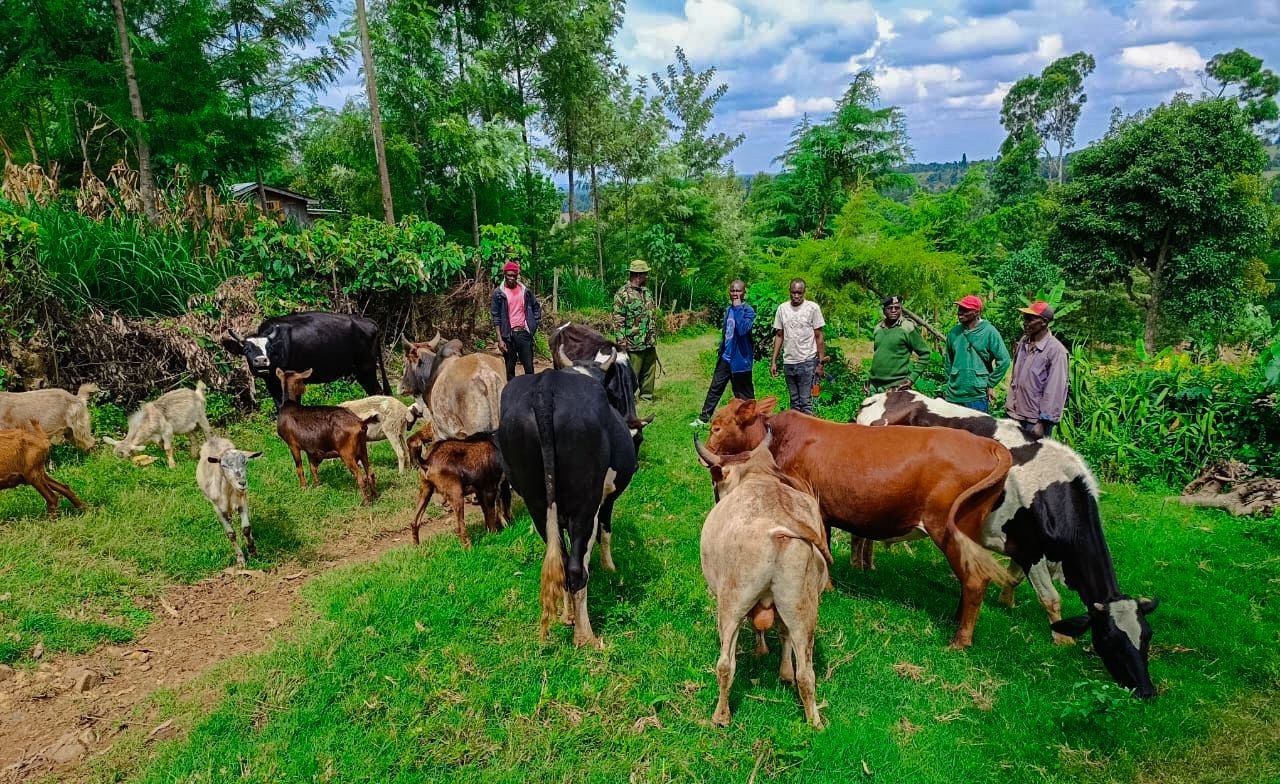 Police recover stolen livestock after bandits abandoned them in Laikipia