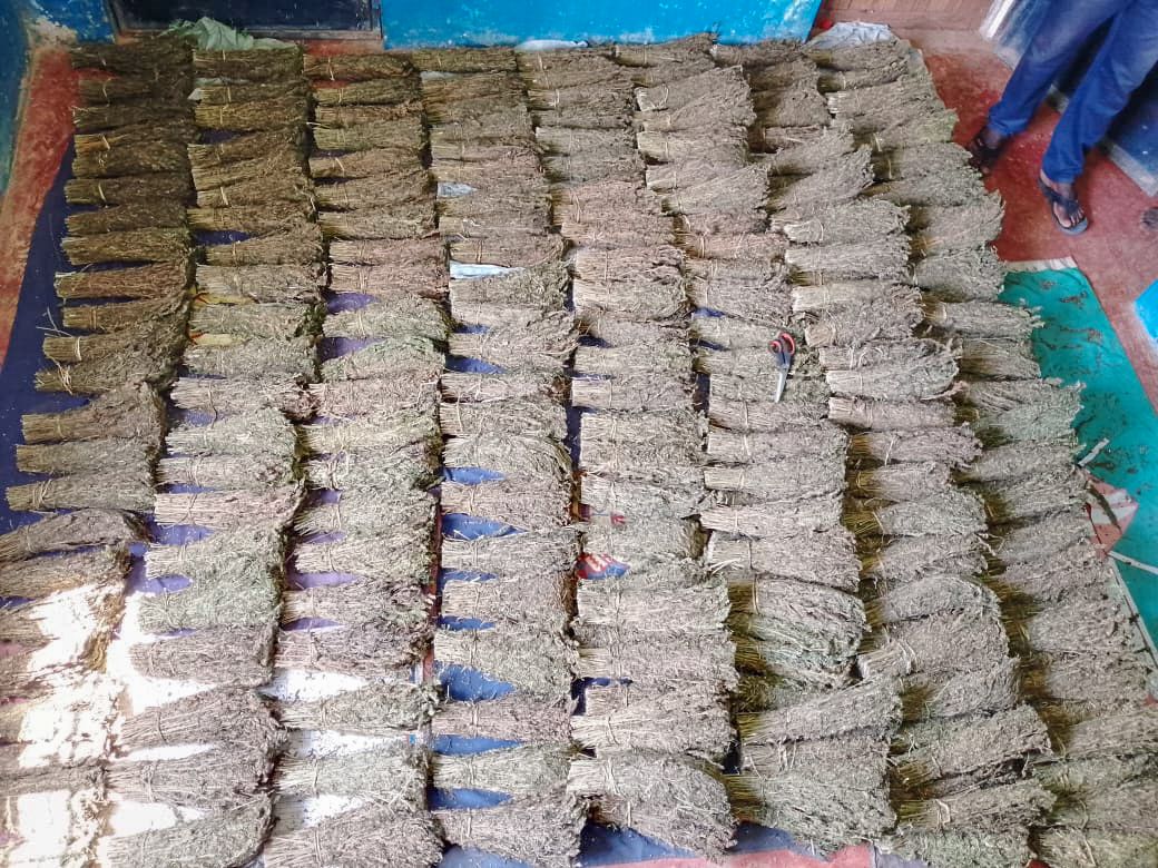 Siaya: 2 nabbed as police seize three sacks of bhang disguised as brooms