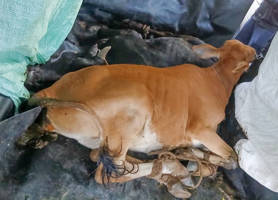 Cows recovered by police officers in Kisumu. PHOTO/@NPSOfficial_KE/X
