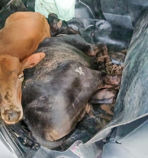 Cows recovered by police officers in Kisumu. PHOTO/@NPSOfficial_KE/X