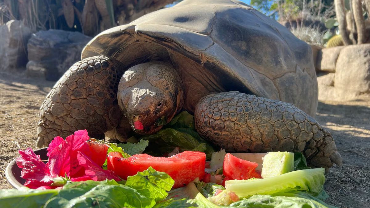 Oldest game park tortoise dies at 141 years