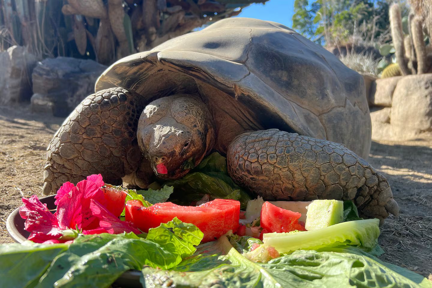 Oldest game park tortoise dies at 141 years
