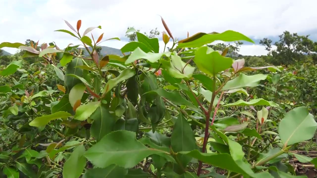 Muguka growing region breathes a sigh of relief as learners return to school