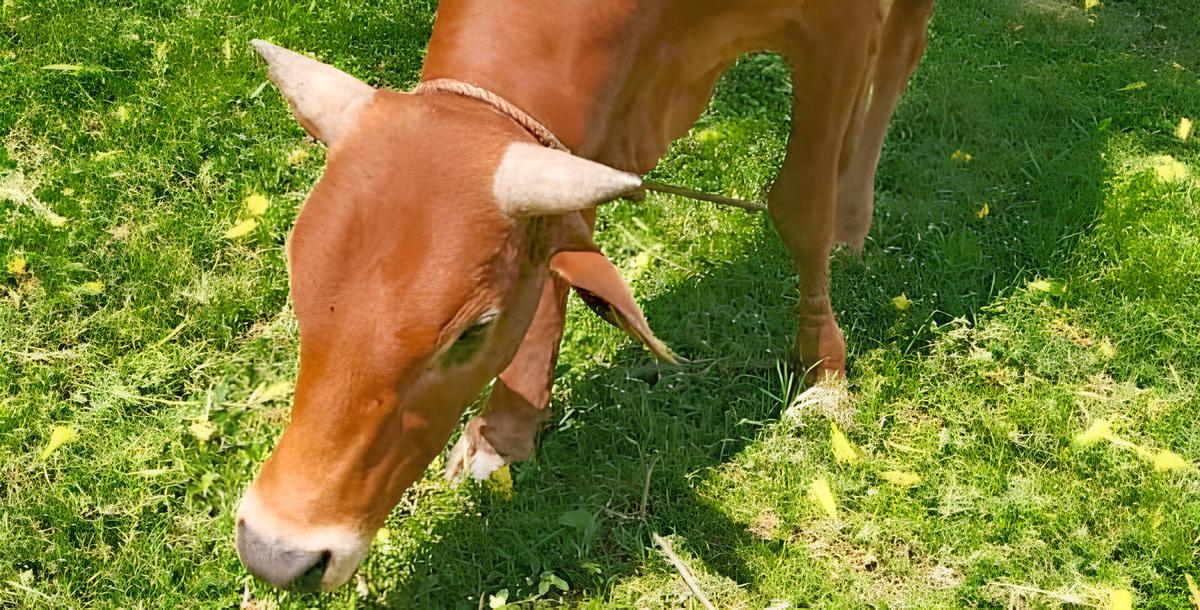 A bull recovered by police officers in Busia. PHOTO/@NPSOfficial_KE/X