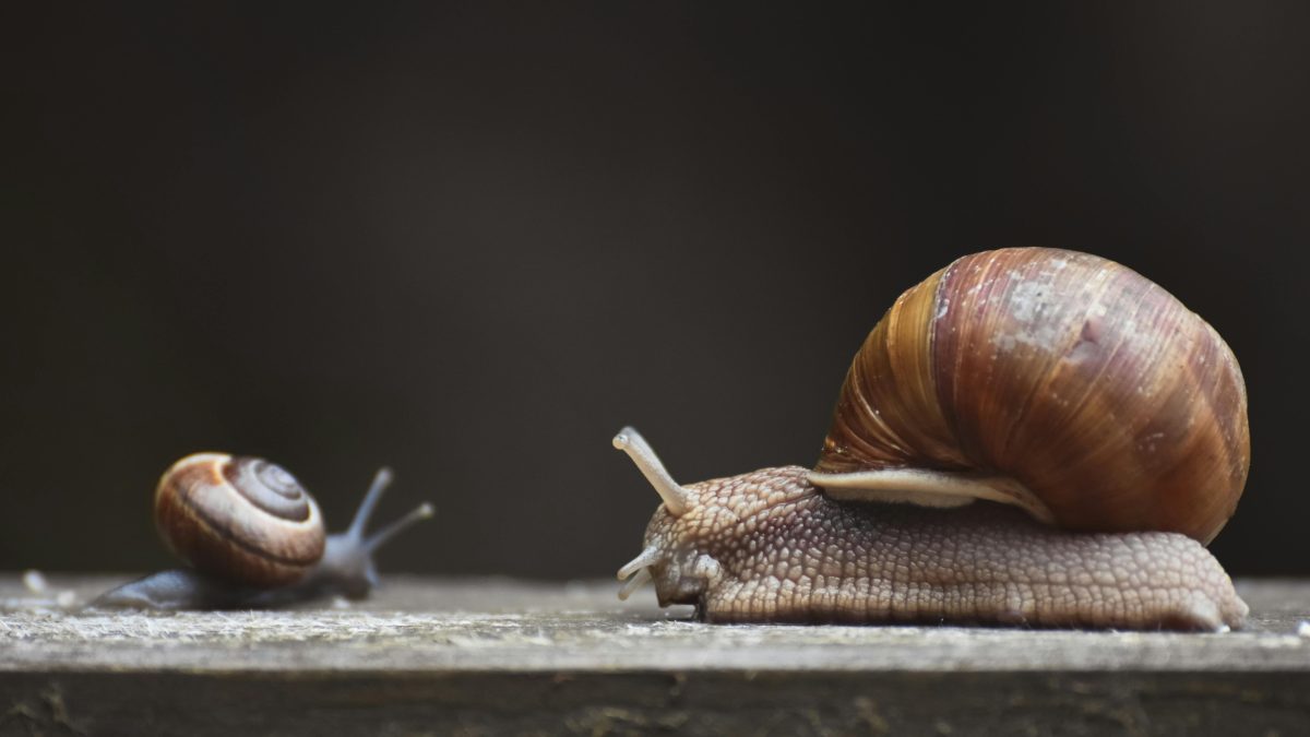 Farm loses Ksh8.9M worth of snails