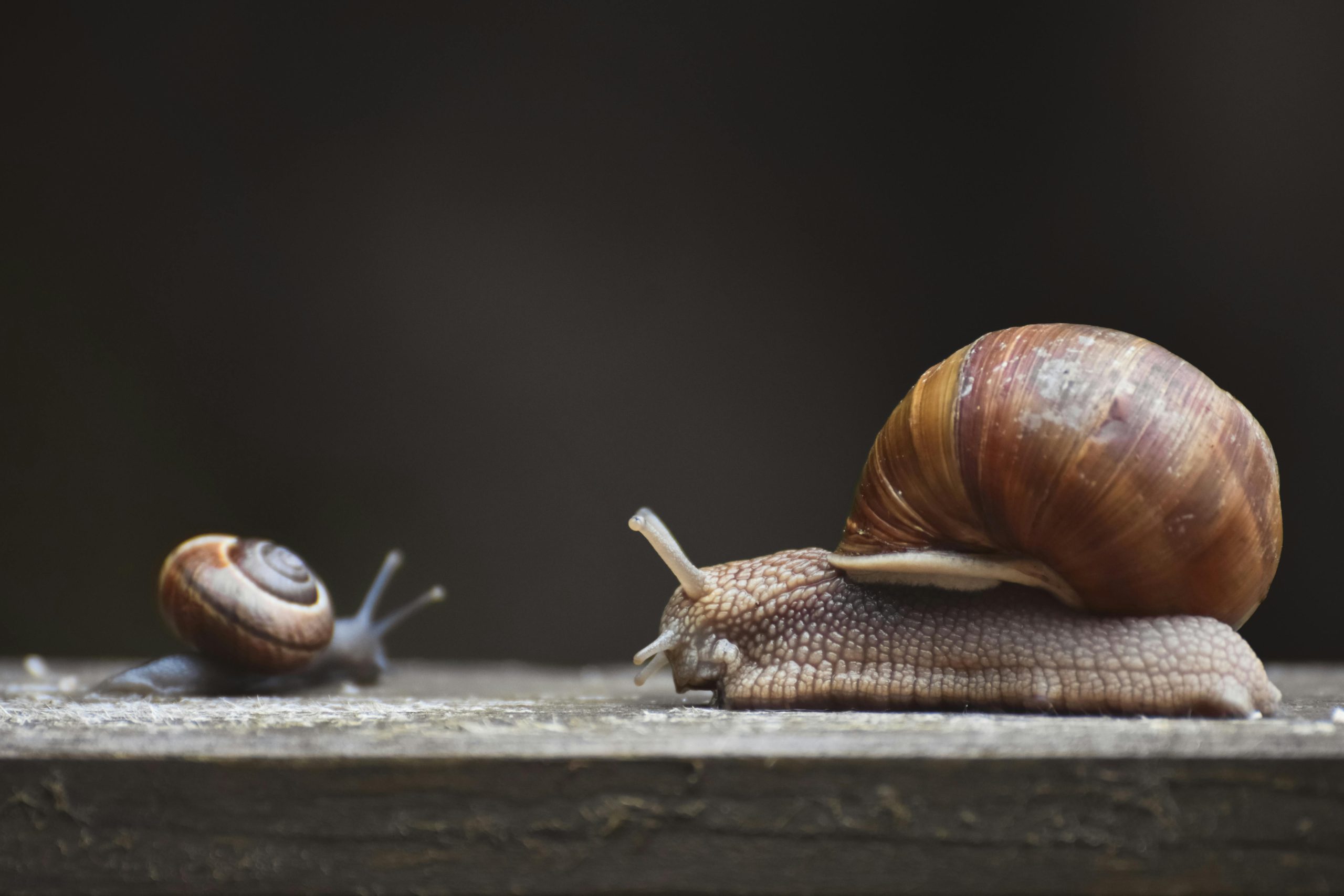 Farm loses Ksh8.9M worth of snails