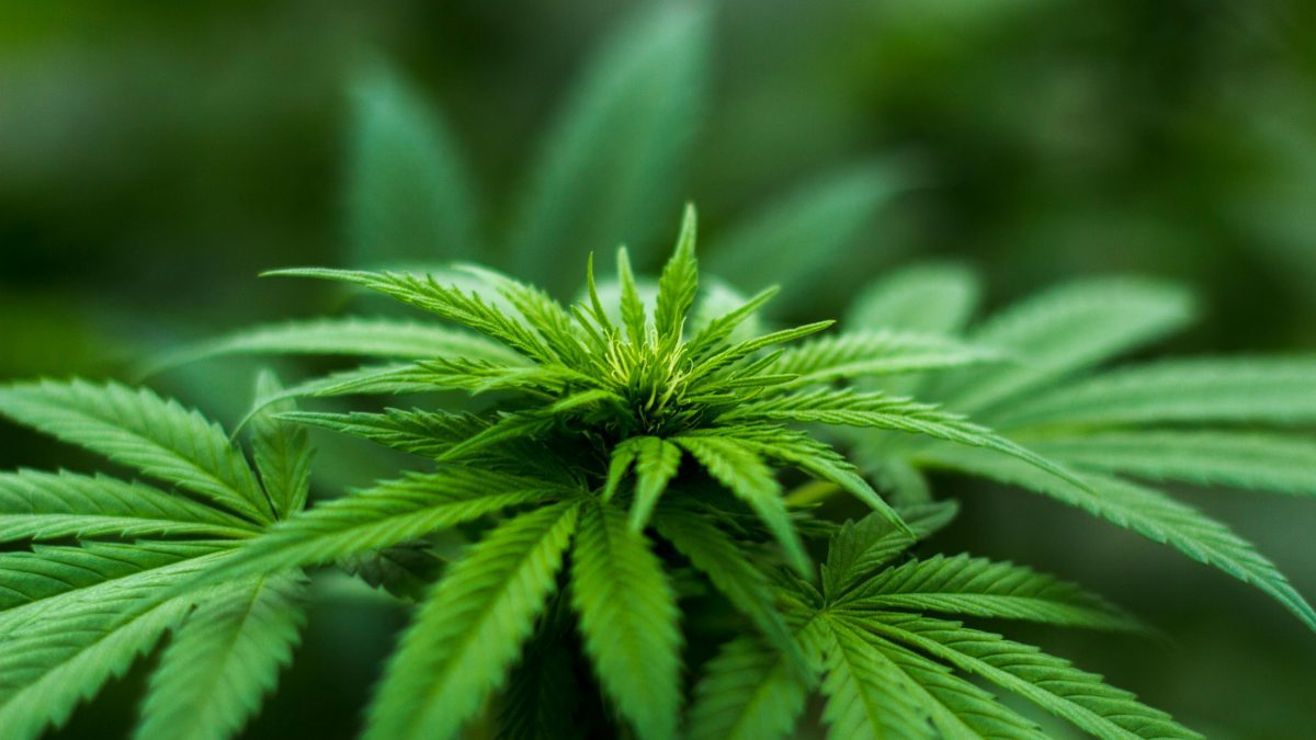 Explainer: Why weed addiction happens and who’s most at risk