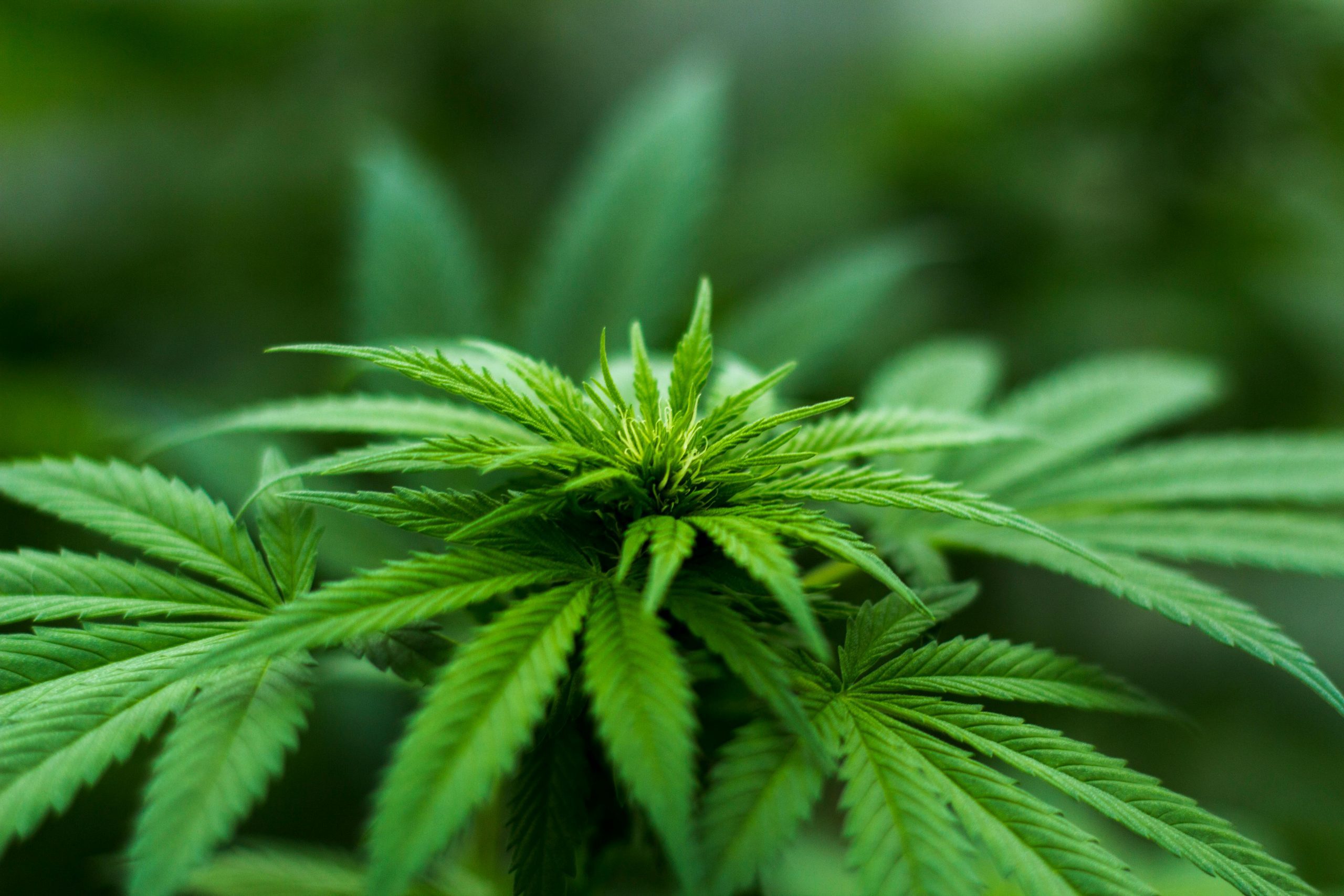 Explainer: Why weed addiction happens and who’s most at risk