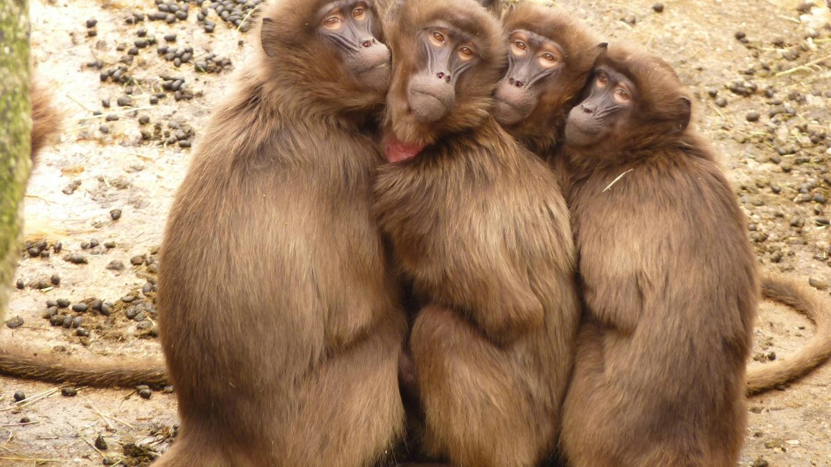 2 arrested for trafficking 143 monkeys