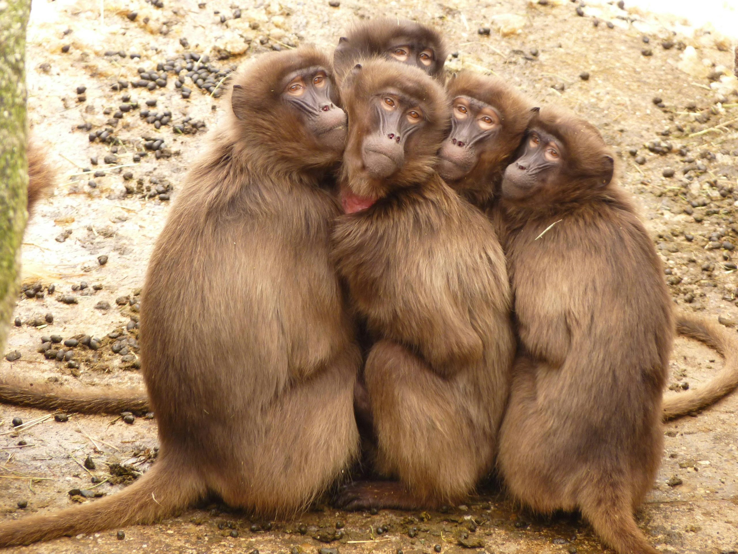 2 arrested for trafficking 143 monkeys