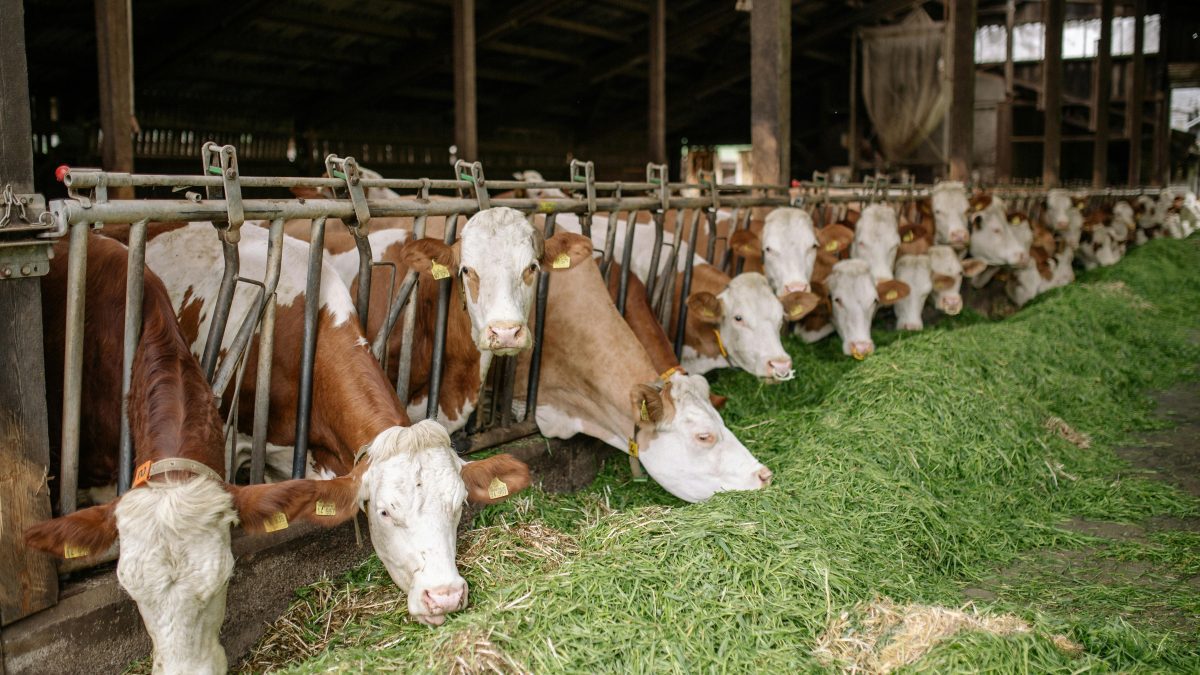 Impressive back-scratching technique forces scientists to reassess intelligence of a cow