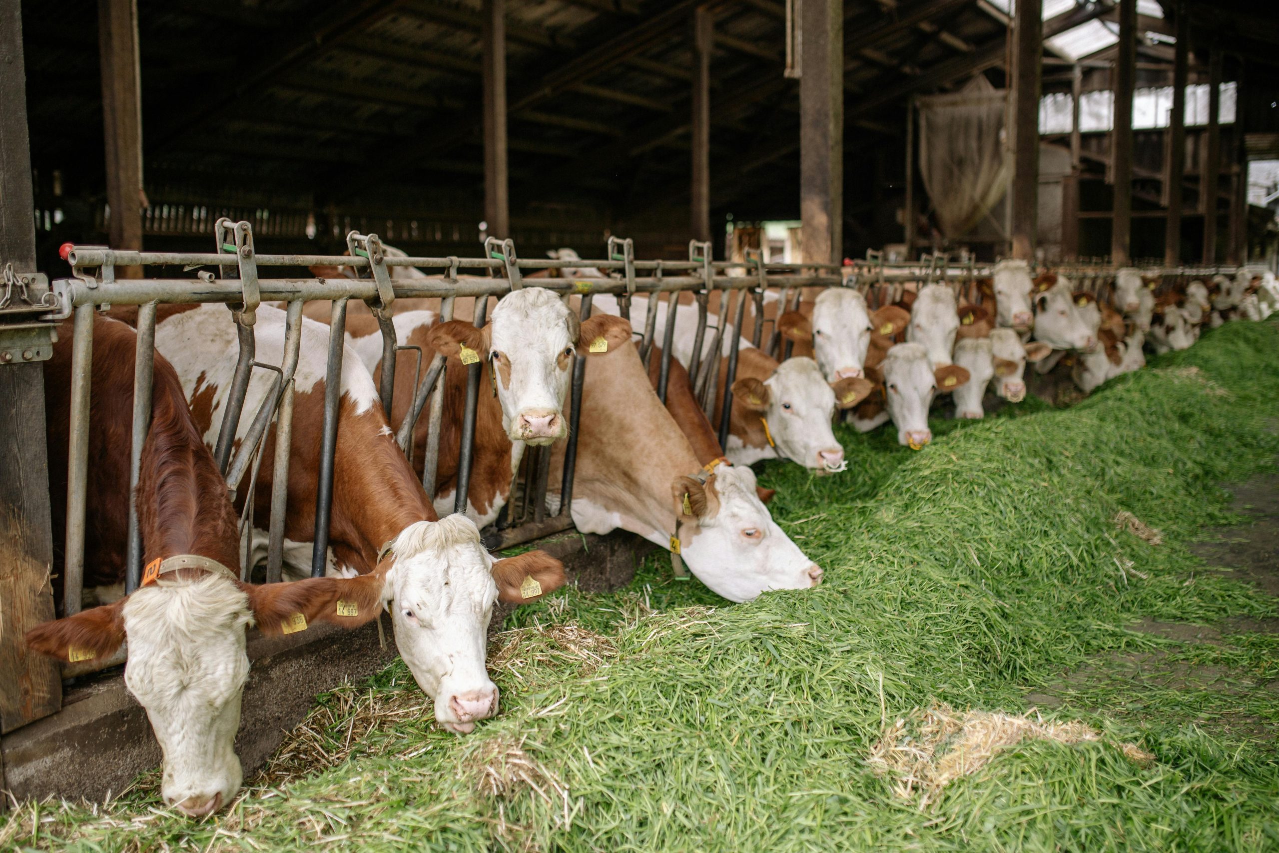Impressive back-scratching technique forces scientists to reassess intelligence of a cow