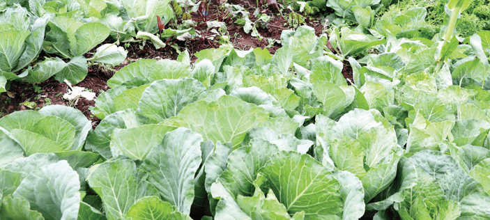 Farmers attend to their vegetable farm. PHOTO/PRINT