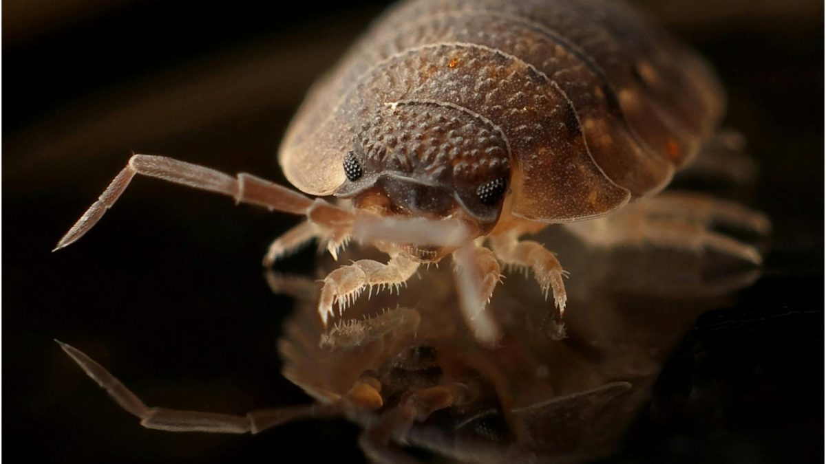Silent visitors: Why bedbugs thrive in Kenyan homes and how they spread
