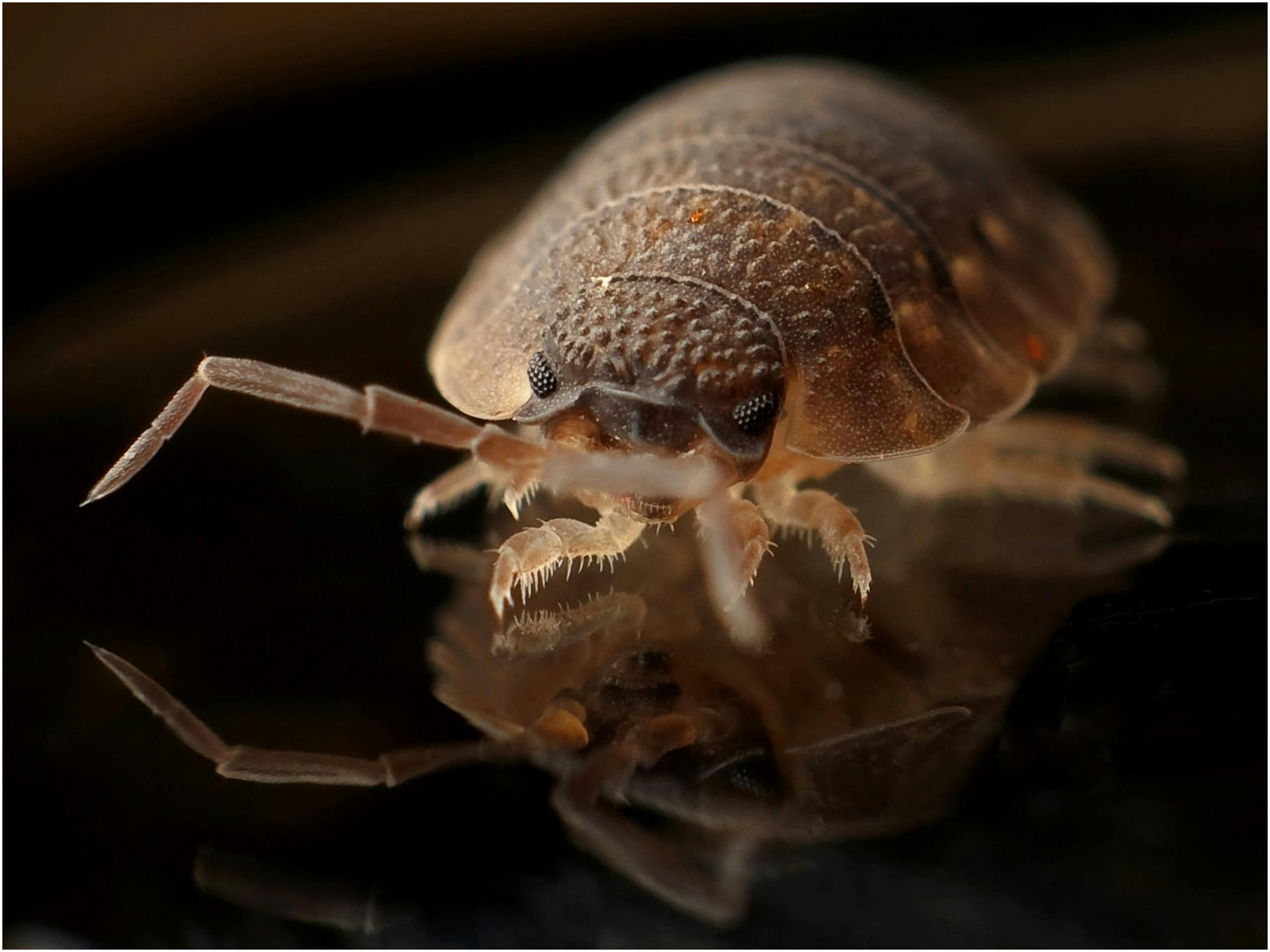 Silent visitors: Why bedbugs thrive in Kenyan homes and how they spread