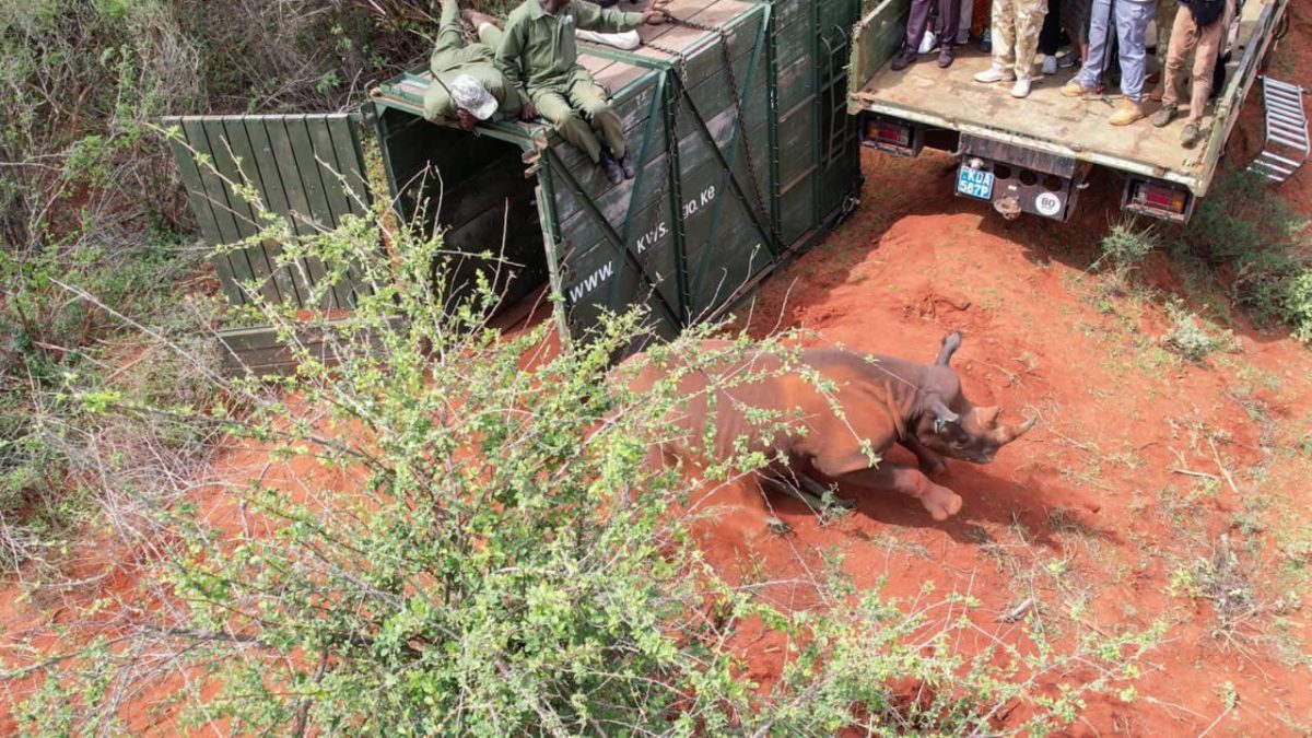 Ruto panics and screams after freed Rhino tries to attack him in Taita Conservancy